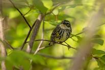 Saturday Morning Bird Walk at Laughing Brook