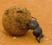 Sustainable Worm Management featuring Dung Beetle Innovations