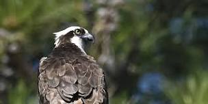 Osprey around Lake Almanor #1