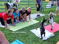 Goat Yoga Public Event