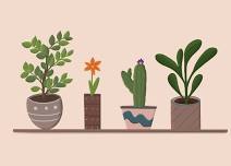 Plant Swap