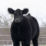 Steer Show