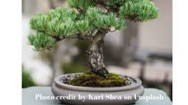 Conifer Bonsai Workshop