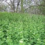 Volunteers needed for Garlic Mustard Pull