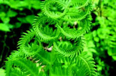 Fabulous Ferns