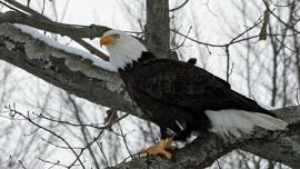 Science in the Park: Birds of Prey at Trough Creek State Park