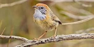 Mallee Emu-wren and Threatened Mallee Bird Education and Training Day