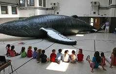 Meet “Nile”, the Inflatable  Humpback Whale