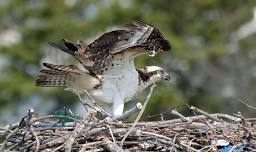 CT Audubon Roger Tory Peterson Estuary Center: Ospreys – Pratt Cove