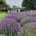 Yoga at Summerhouse Lavender Farm