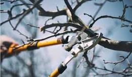 Winter Pruning with Gisella Warmenhoven