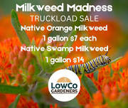 Milkweed Madness