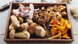 Foraging for Edible Mushrooms w/ Greg Marley: 