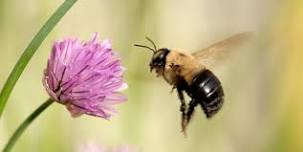 Pollinator Gardens