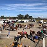 Umatilla Sage Riders Summer Buckle Series #3