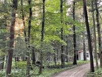 Forest Therapy Talk and Walk