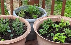 Herb Day - May 25, 11:00-1:30