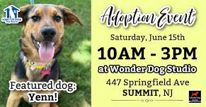 Adoption Event at Wonder Dog Studio ~ 6.15.24 