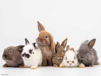 Bunnies at the Library