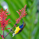 Social birding around Warrina Lakes