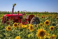 Sunflower Minis