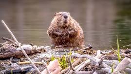 Nature Adventure Days: Spring Break - Wild Architects — Wild Bear Nature Center - We Are Nature