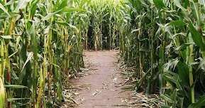 Cowvins Corny Corn Maze Youngs Dairy