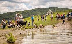 Dog Mountain Summer Dog Party