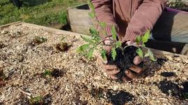 Energizing Soil with Biochar