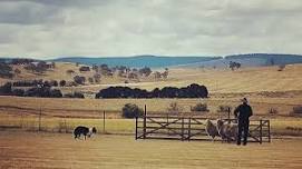 Annual Bredbo Sheep Dog Trials