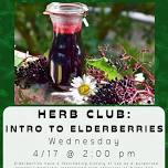 Herb Club: Intro to Elderberries