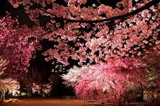 Cherry blossoms illuminated at Shukkei-en Garden