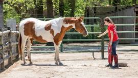 Working Animals on the Farm