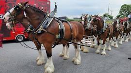 World-Famous Budweiser Clydesdales to Visit York County