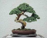 Bonsai Club – Learning Together at Inland Bays Garden Center