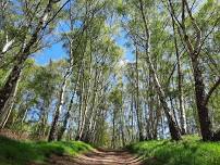 Forest Bathing+ An Introduction at RSPB The Lodge: Saturday 7th December