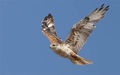 Sky Hunters in Flight