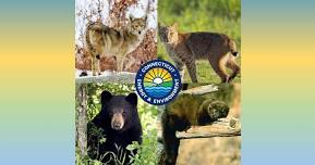 Nature Series: Coyote, Bobcat, Black Bear, & Fisher