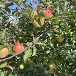 Apple Cider Pressing Demonstration