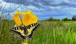 Butterfly Safari