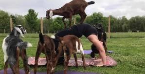 Goat Yoga