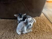 Baby Goat Cuddle Time