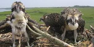 Inland Bays Birding: Osprey