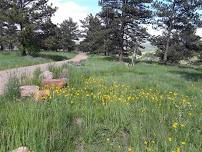 Evening Wildflower Stroll