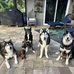 Lutz Pet Supermarket Group Dog Training