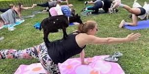 More Goat Yoga