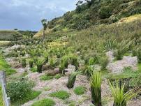 Planting Day at Tāwharanui