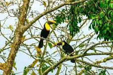 Birdwatching Discovering Hike: Find Rare Species along Lake Arenal at Sunrise or Sunset