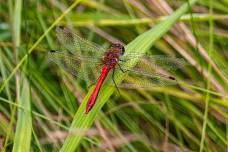 Bioblitz: Wetland Warriors