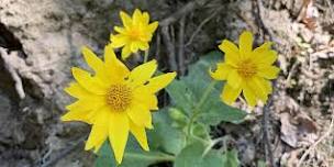 Hike with a Ranger: Plant Identification on Mt. Hood’s East Side